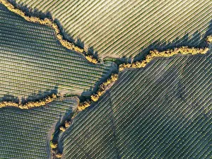 Prunus: Cultivated almond trees (Prunus dulcis) and streams