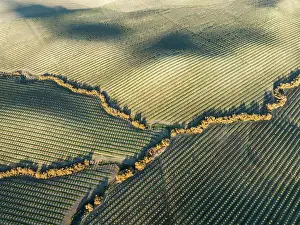 Prunus: Cultivated almond trees (Prunus dulcis) and streams