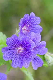 Raindrops: Cultivated Cranesbill