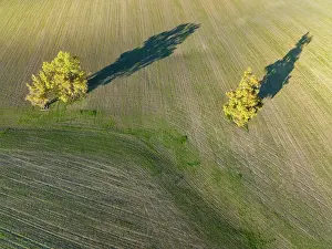 Cornfield: Cultivated fields in winter in the Campi na Cordobesa