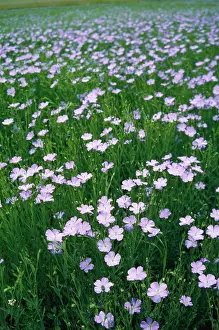 Flax: Cultivated Flax