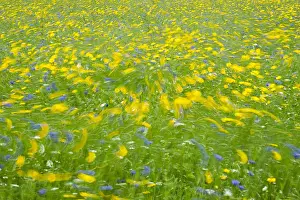 Swirling: Cultivated flower meadow in wind, Norfolk UK