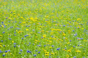 Swirling: Cultivated flower meadow in wind, Norfolk UK