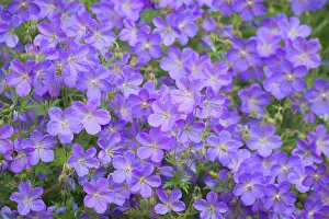 Geraniums: Cultivated Geraniums