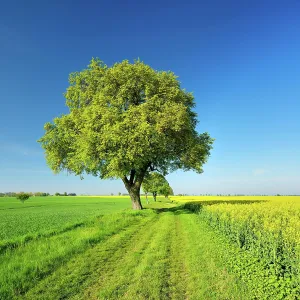 Grain: Cultivated landscape in spring, old lime trees on