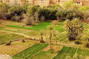 Alfalfa: Cultivated oasis in the Todra valley above Tinerhir