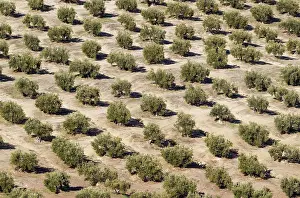 Orchards: Cultivated Olive Trees