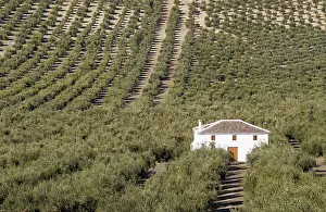 Orchards: Cultivated Olive Trees - and farmhouse