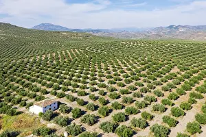 Olea: Cultivated olive trees (Olea europaea). Aerial view