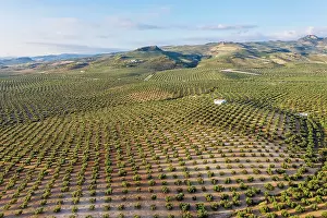 Olea: Cultivated olive trees (Olea europaea). Aerial view