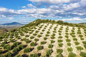 Olea: Cultivated olive trees (Olea europaea). Aerial view