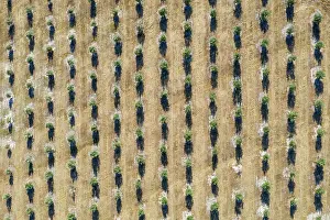 Olea: Cultivated olive trees (Olea europaea). Aerial view