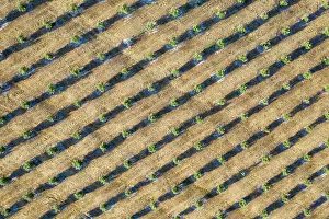 Olea: Cultivated olive trees (Olea europaea). Aerial view