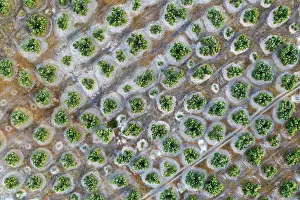Olea: Cultivated olive trees (Olea europaea). Aerial view