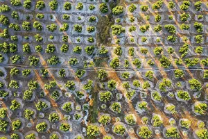Olea: Cultivated olive trees (Olea europaea). Aerial view