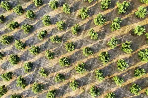 Olea: Cultivated olive trees (Olea europaea). Aerial view