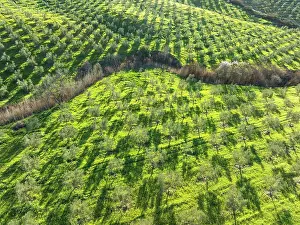 Olea: Cultivated olive trees (Olea europaea). Aerial view