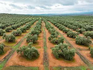 Olea: Cultivated olive trees (Olea europaea). Aerial view