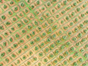 Olea: Cultivated olive trees (Olea europaea). Aerial view