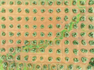 Olea: Cultivated olive trees (Olea europaea). Aerial view