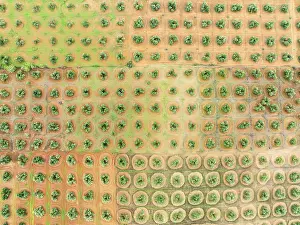 Olea: Cultivated olive trees (Olea europaea). Aerial view