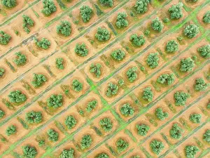 Olea: Cultivated olive trees (Olea europaea). Aerial view