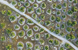 Olea: Cultivated olive trees (Olea europaea) and country