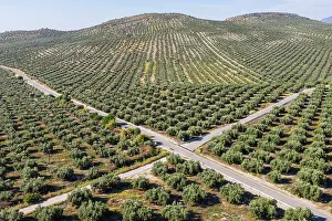 Olea: Cultivated olive trees (Olea europaea) and crossroads
