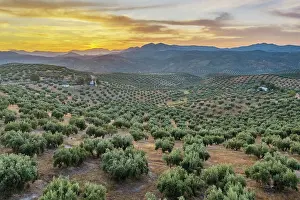 Olea: Cultivated olive trees (Olea europaea) at dawn