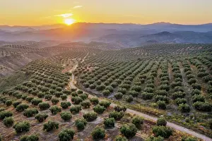 Olea: Cultivated olive trees (Olea europaea) at sunrise