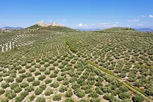 Hilltop: Cultivated olive trees (Olea europaea) surround
