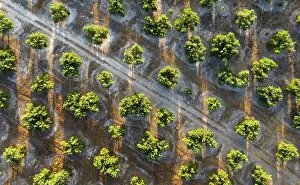 Olea: Cultivated olive trees (Olea europaea) and track