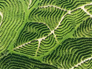 Track: Cultivated orange trees (Citrus sinensis) and network