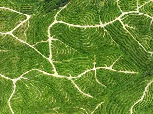 Track: Cultivated orange trees (Citrus sinensis) and network