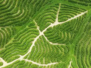 Track: Cultivated orange trees (Citrus sinensis) and network