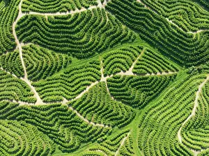 Track: Cultivated orange trees (Citrus sinensis) and network
