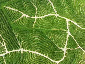 Track: Cultivated orange trees (Citrus sinensis) and network