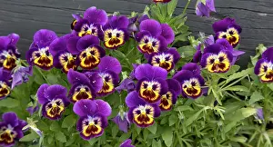 Pansies: Cultivated pansies