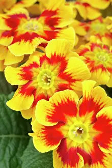 Primula: Cultivated Primula