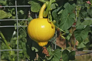 Squashes: Cultivated Squash