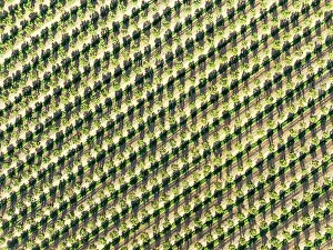Line: Cultivated trees. Aerial view. Drone shot. Huelva