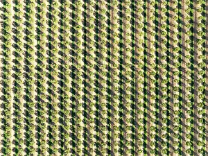 Line: Cultivated trees. Aerial view. Drone shot. Huelva