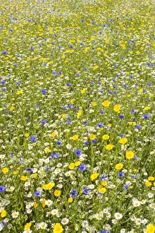 Camomile: Cultivated Wildflower Meadow with Corn Marigold