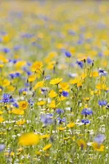 300119: Cultivated Wildflower Meadow with Corn Marigold