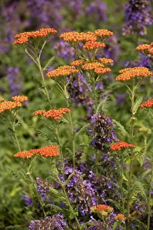 Millefolium: A cultivated yarrow Walter Funkel with Nepeta