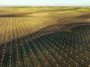 Prunus: Cultivated young Almond Trees (Prunus dulcis) in