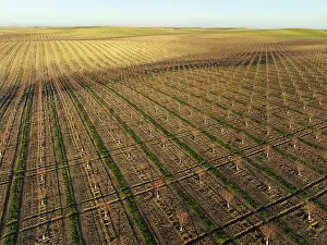 Prunus: Cultivated young Almond Trees (Prunus dulcis) in