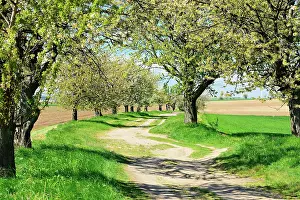 Awakening: Cultural landscape, field path with blossoming cherry