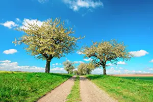 Lane: Cultural landscape, field path with blossoming cherry