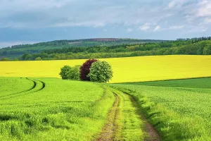 Rapeseed: Cultural landscape in the Reinhardswald, field path